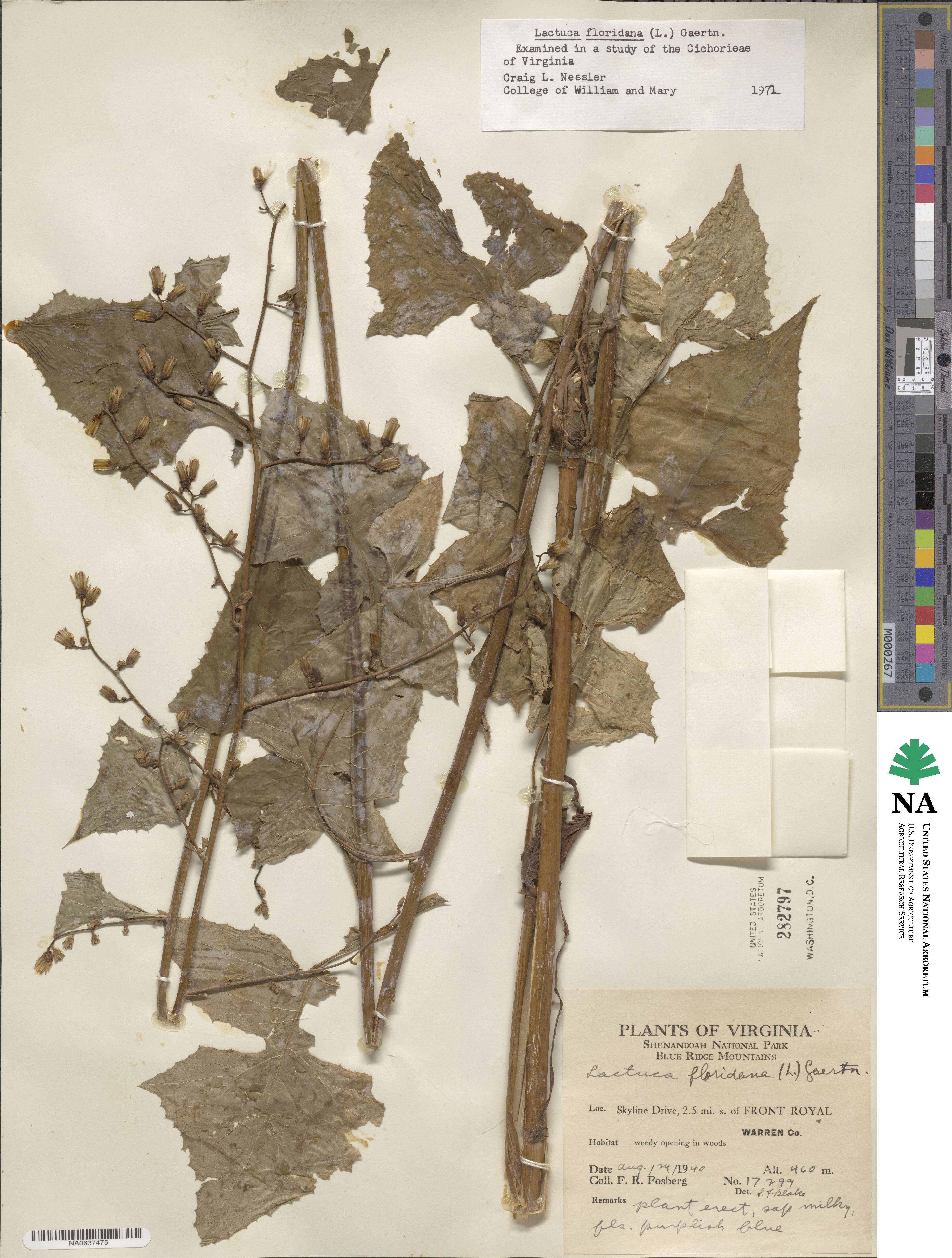 Lactuca floridana image