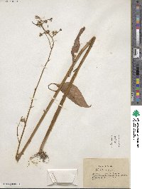 Lactuca floridana image