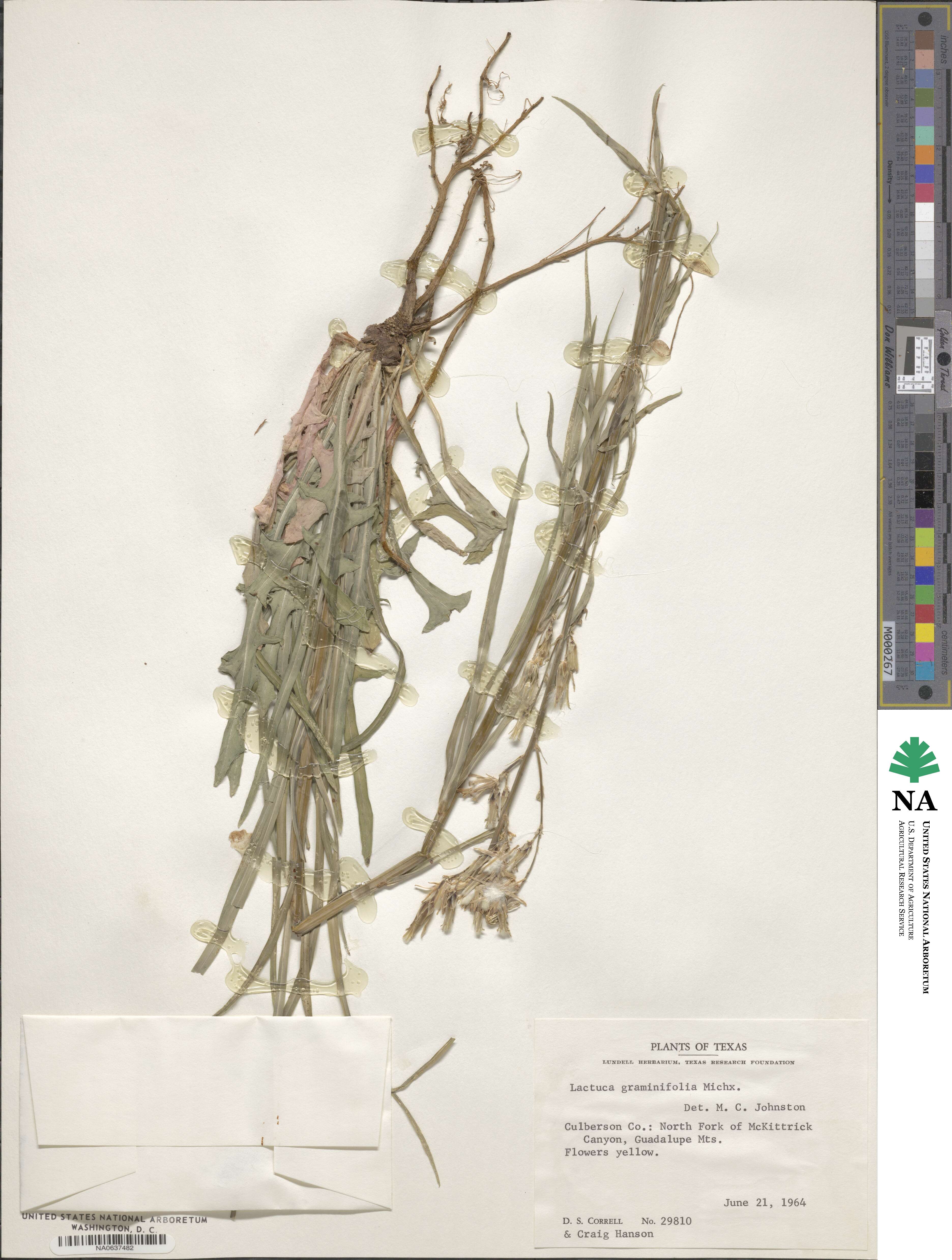 Lactuca graminifolia image