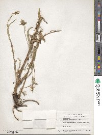 Lactuca graminifolia image