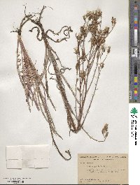 Lactuca graminifolia image