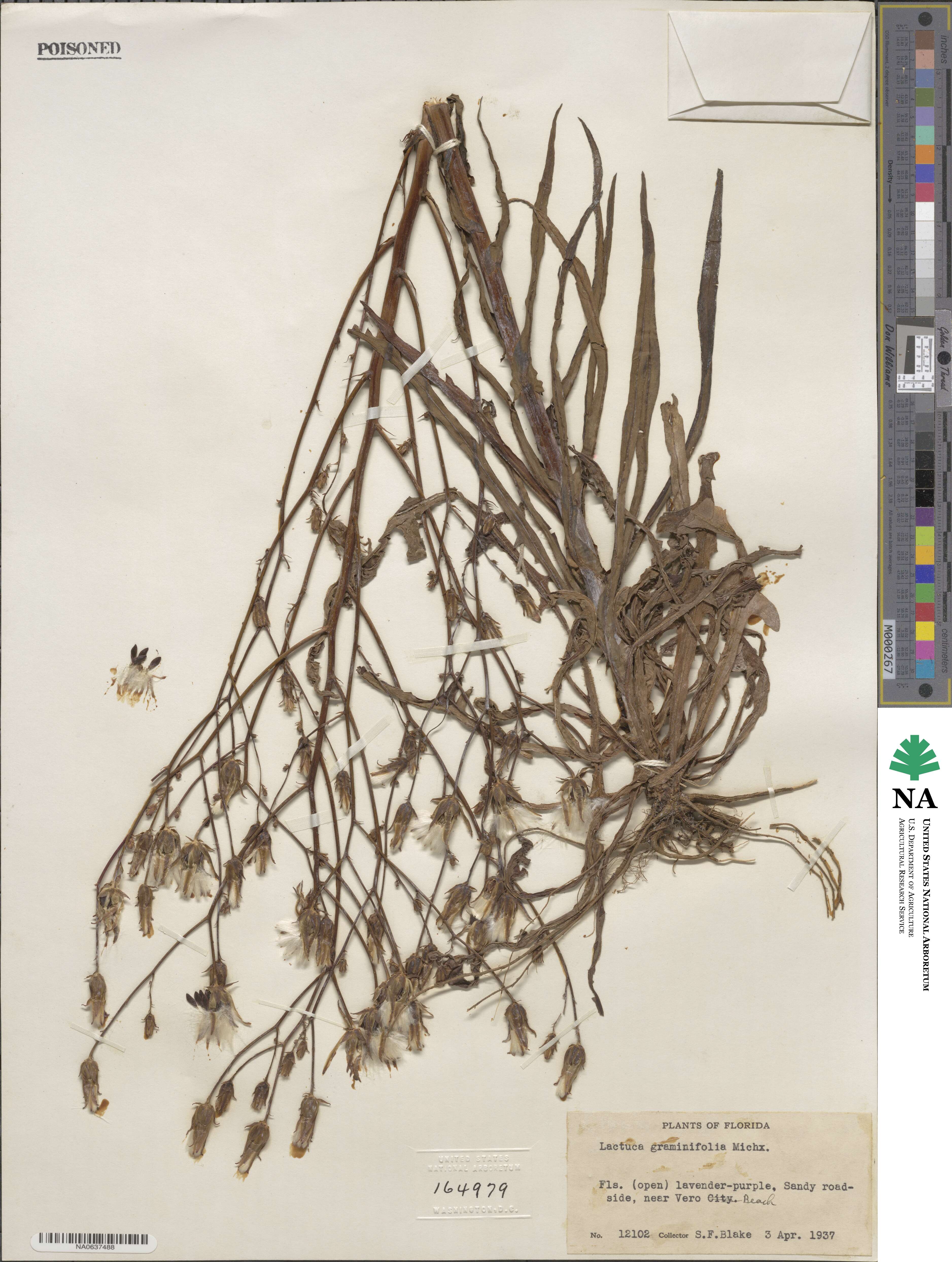 Lactuca graminifolia image