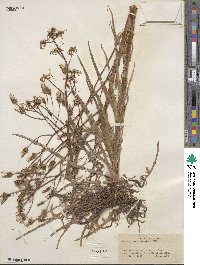 Lactuca graminifolia image