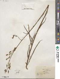 Lactuca graminifolia image