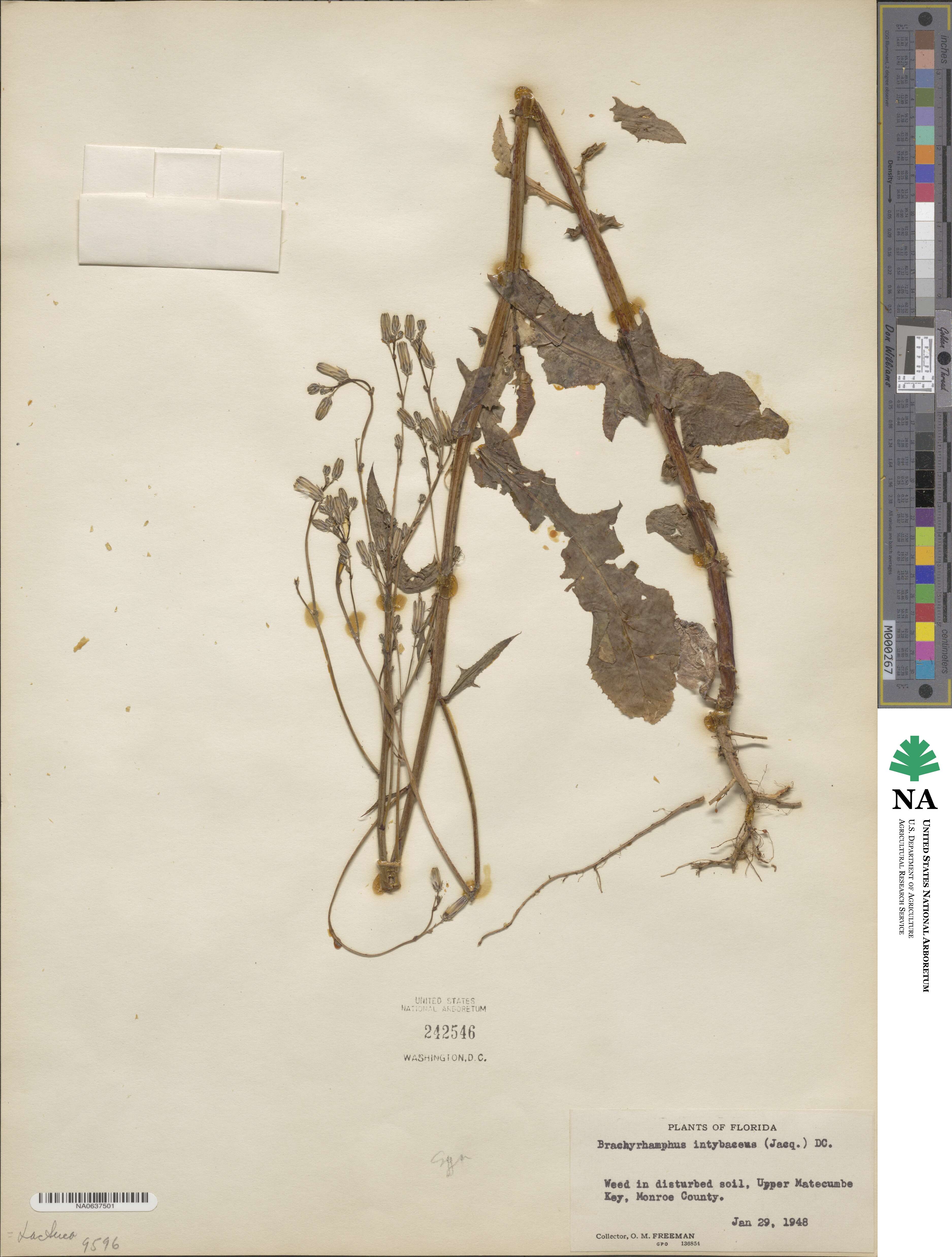 Launaea intybacea image