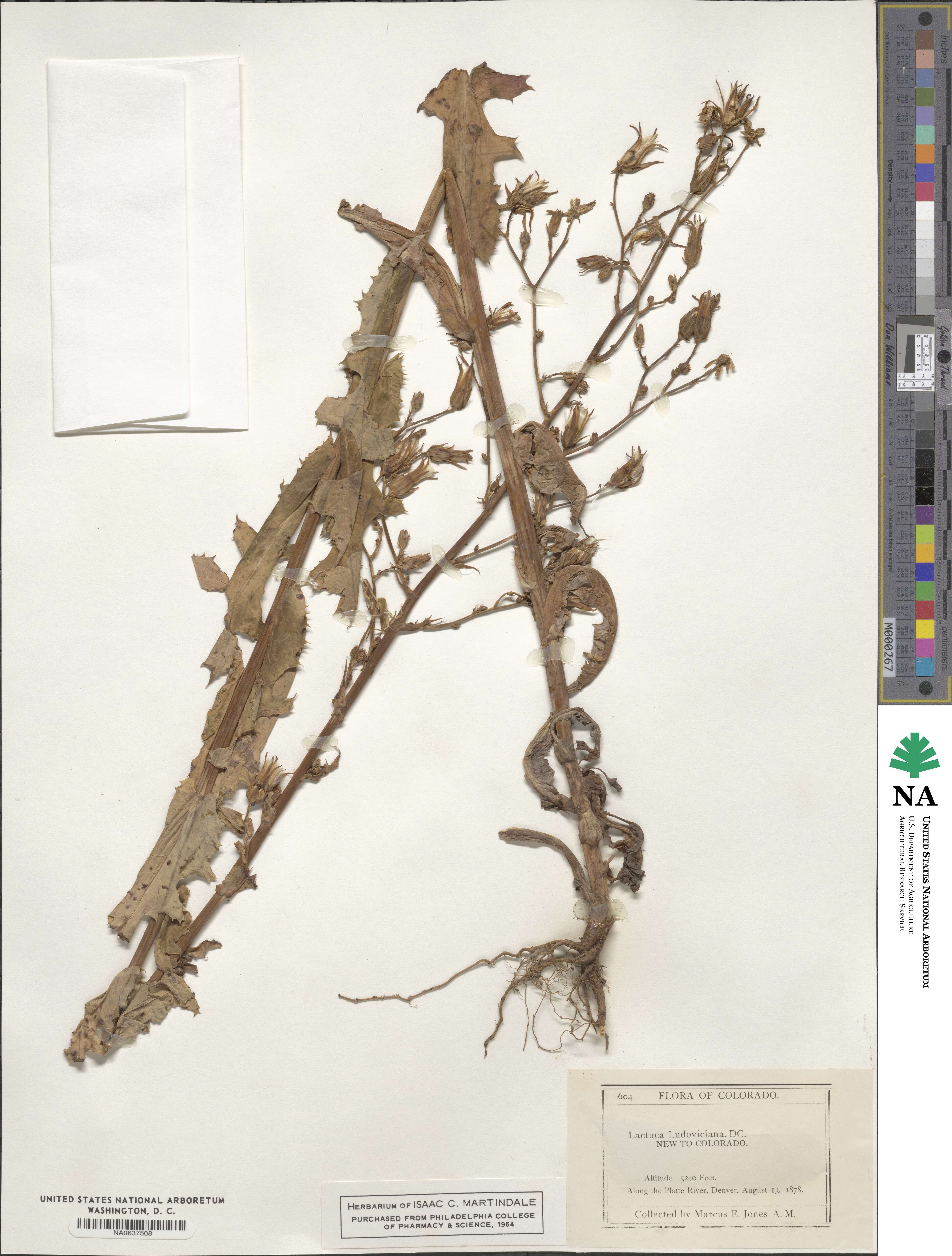 Lactuca ludoviciana image