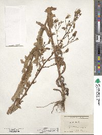 Lactuca ludoviciana image