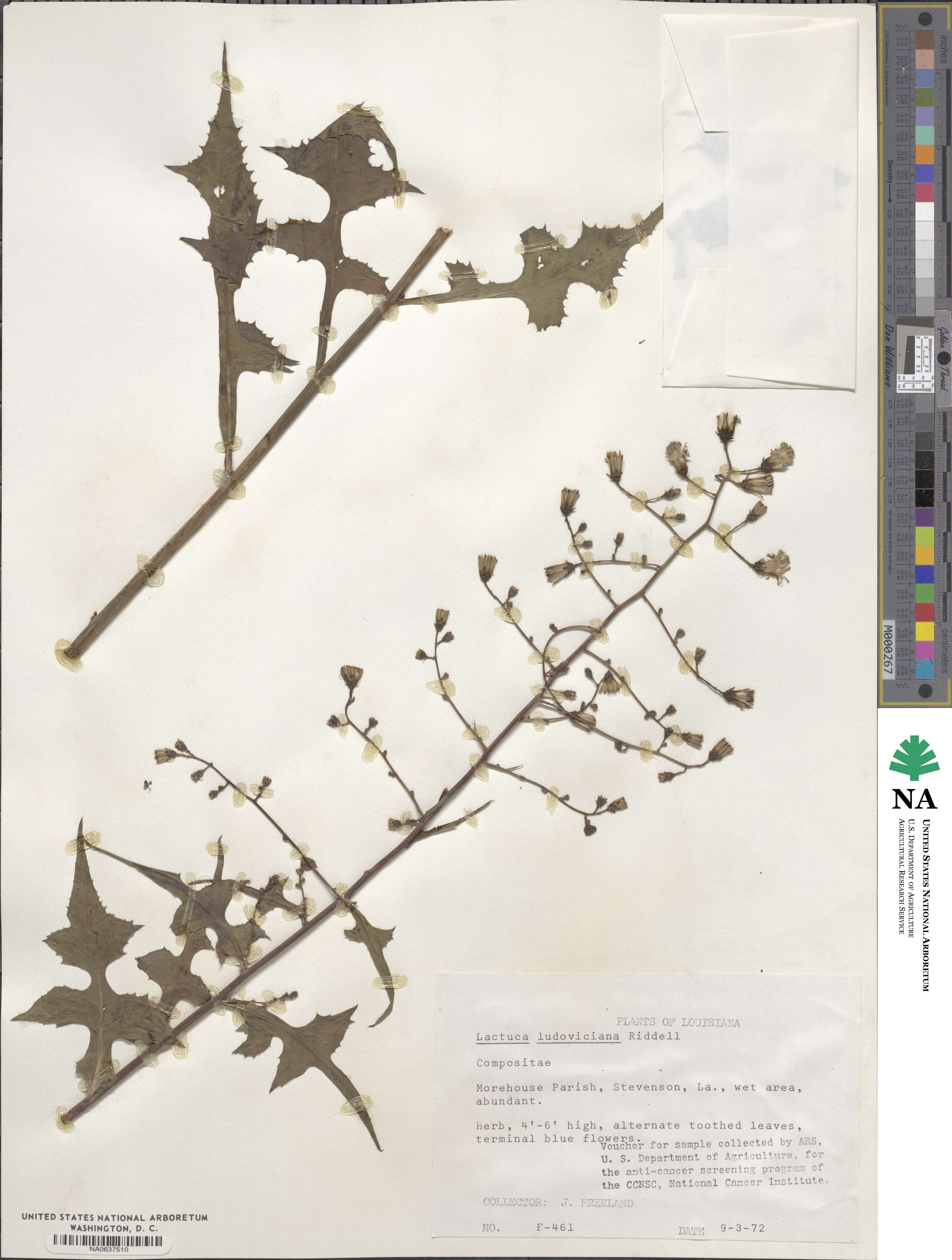Lactuca ludoviciana image