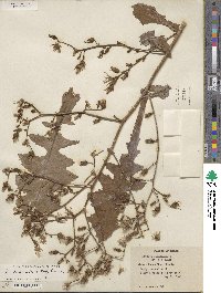 Lactuca ludoviciana image