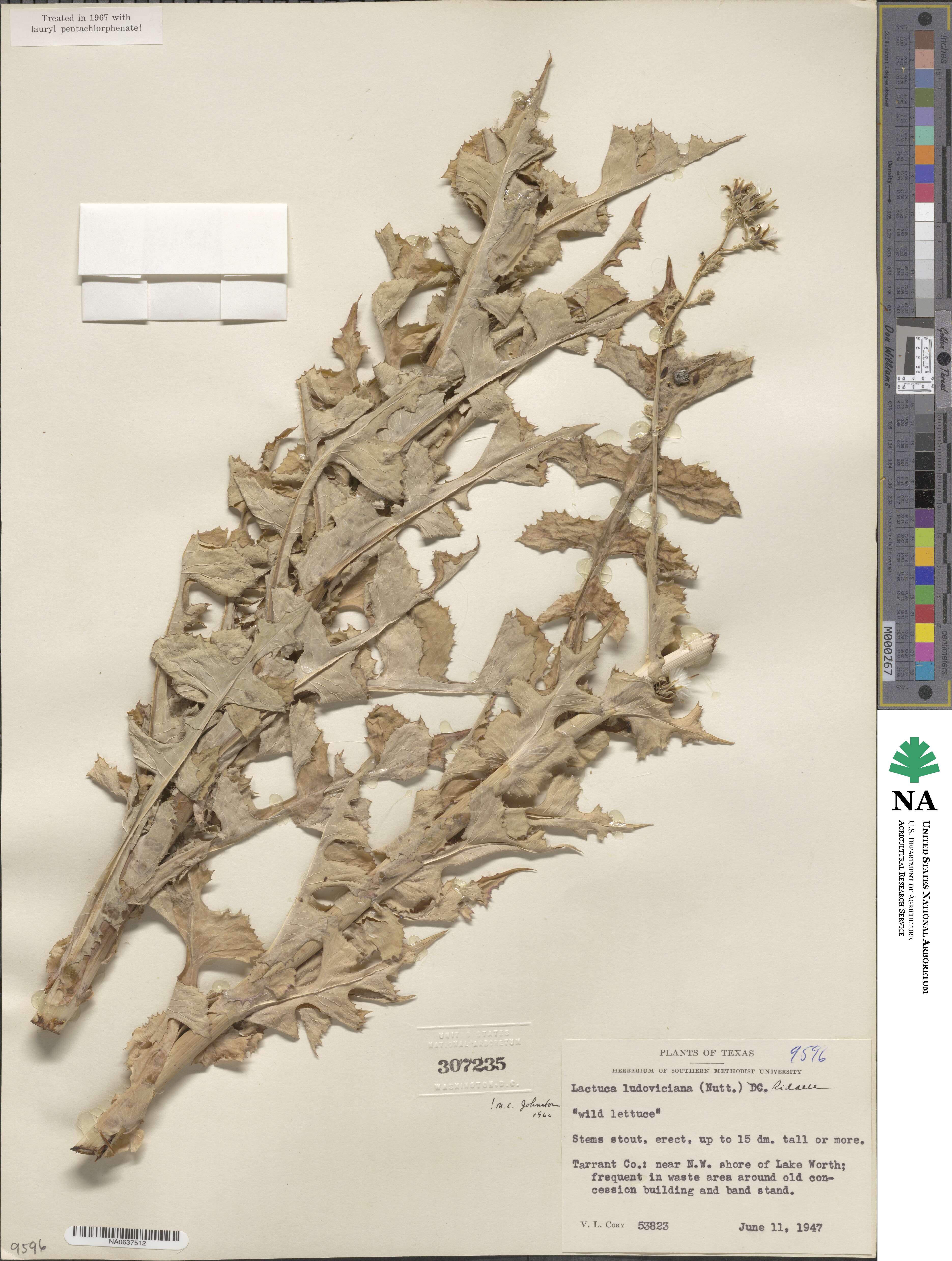 Lactuca ludoviciana image