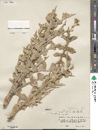 Lactuca ludoviciana image