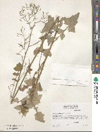 Mycelis muralis subsp. muralis image