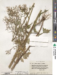 Mycelis muralis subsp. muralis image