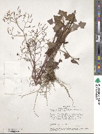 Mycelis muralis subsp. muralis image