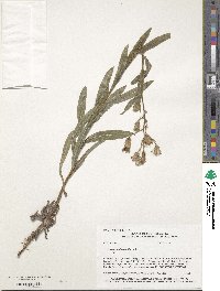 Lactuca pulchella image