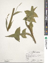 Lactuca canadensis image