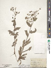 Lactuca canadensis image