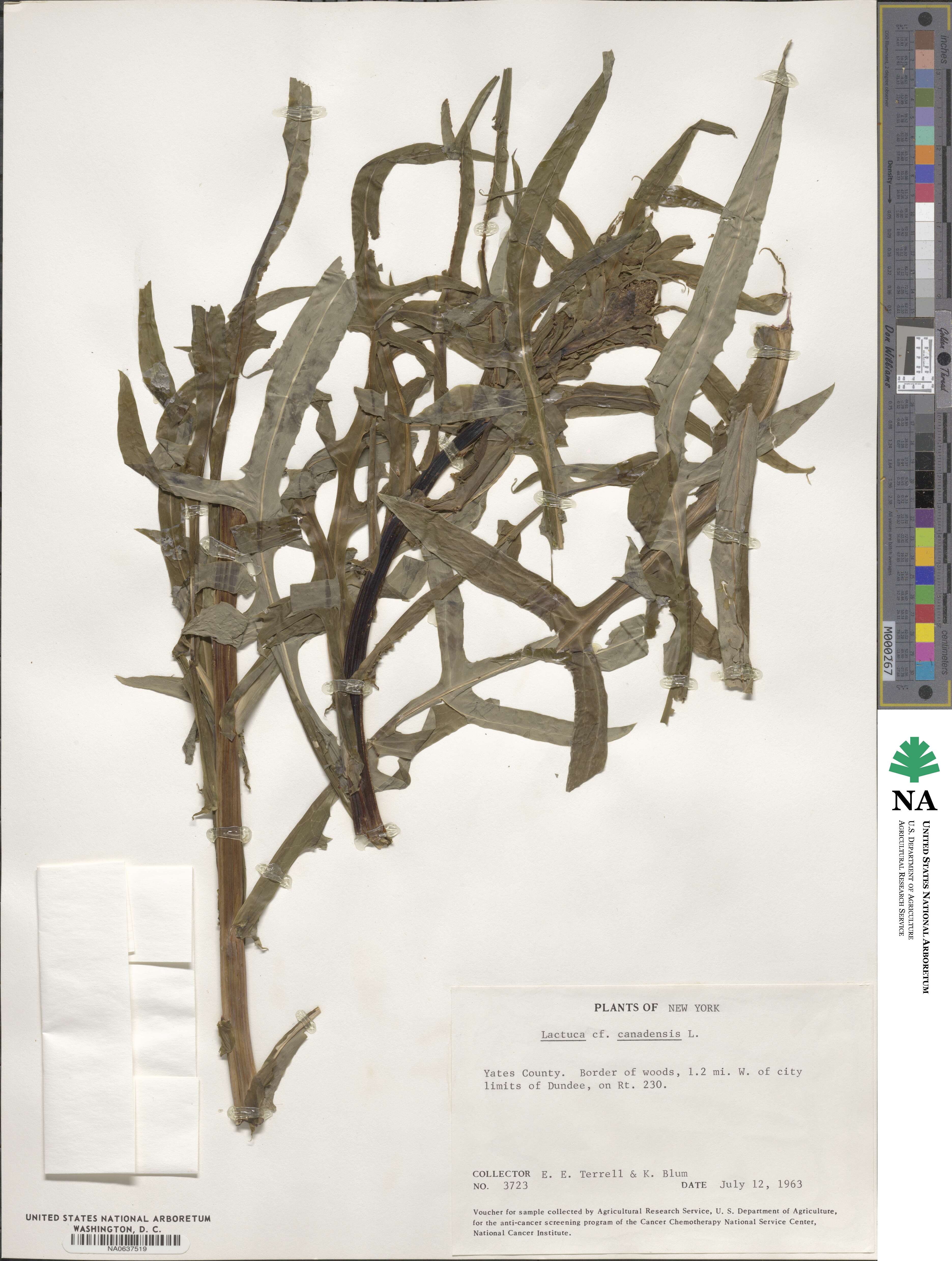 Lactuca canadensis image
