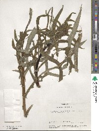 Lactuca canadensis image