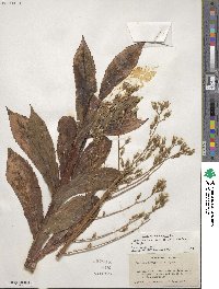 Lactuca canadensis image