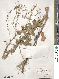 Lactuca canadensis image