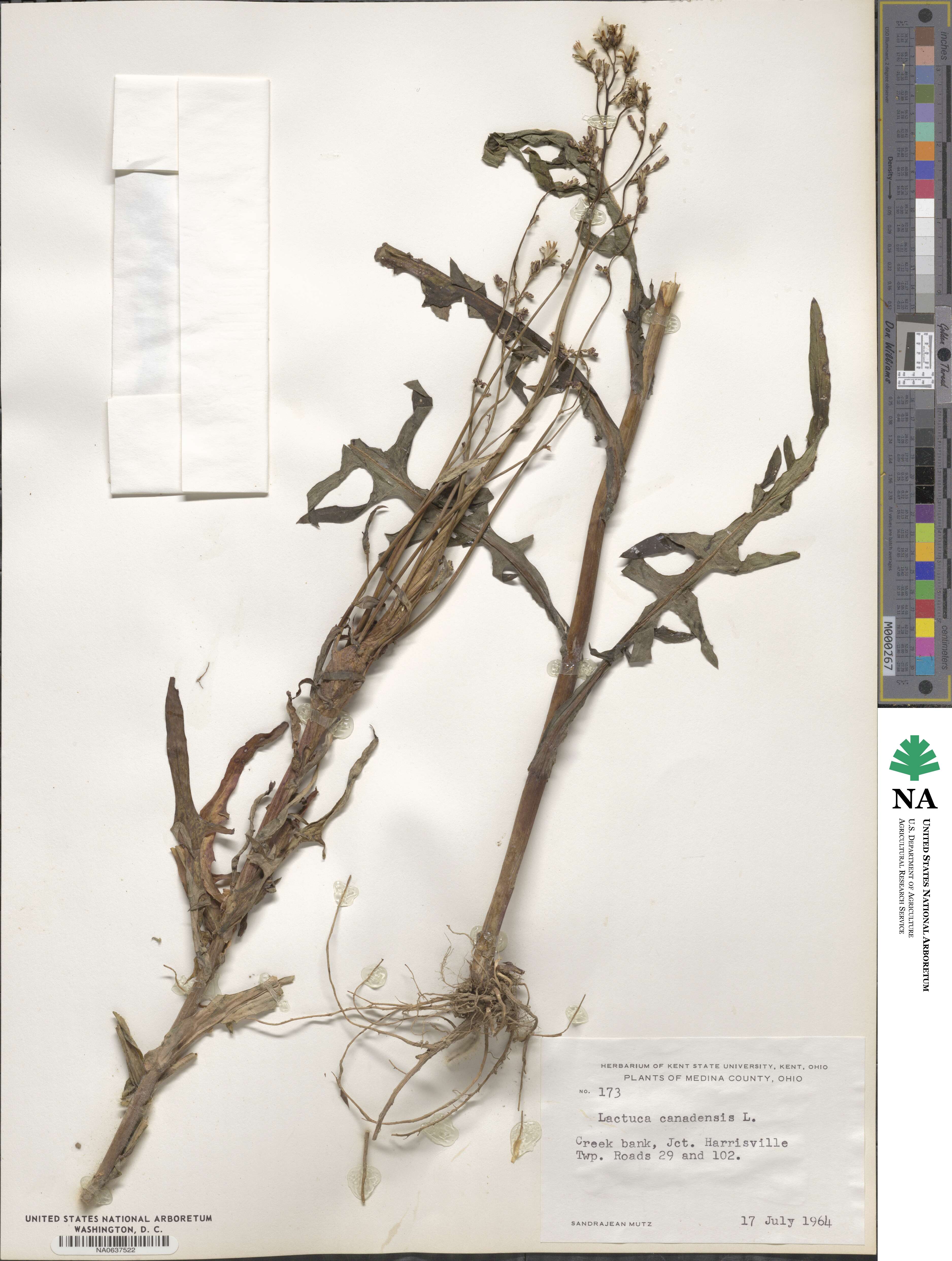 Lactuca canadensis image