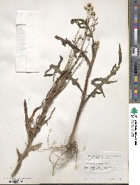 Lactuca canadensis image