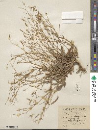 Lactuca canadensis image