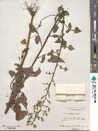 Lactuca floridana image