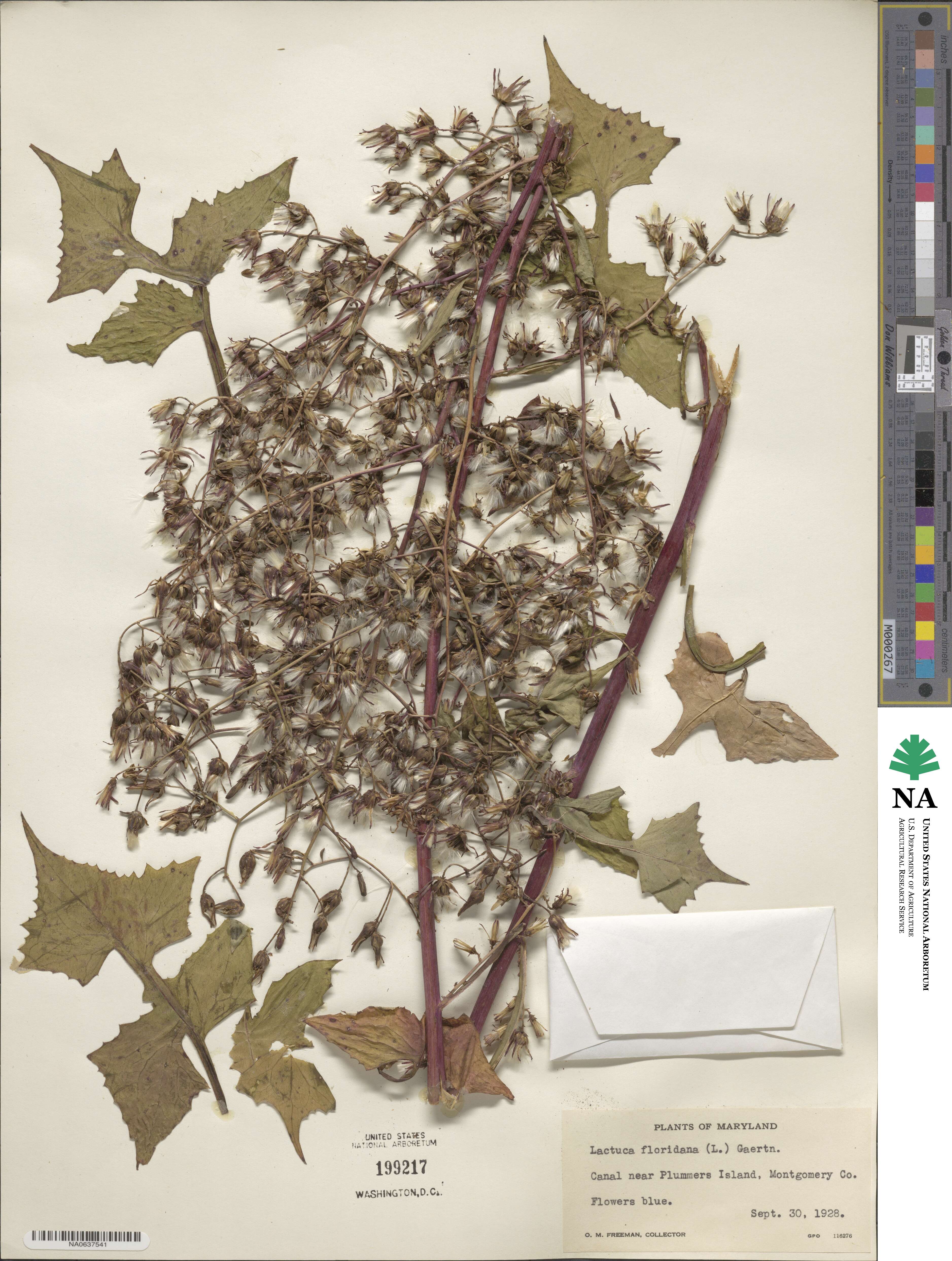 Lactuca floridana image