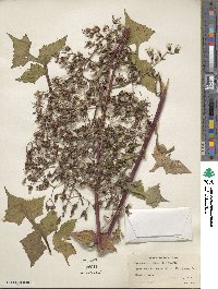 Lactuca floridana image