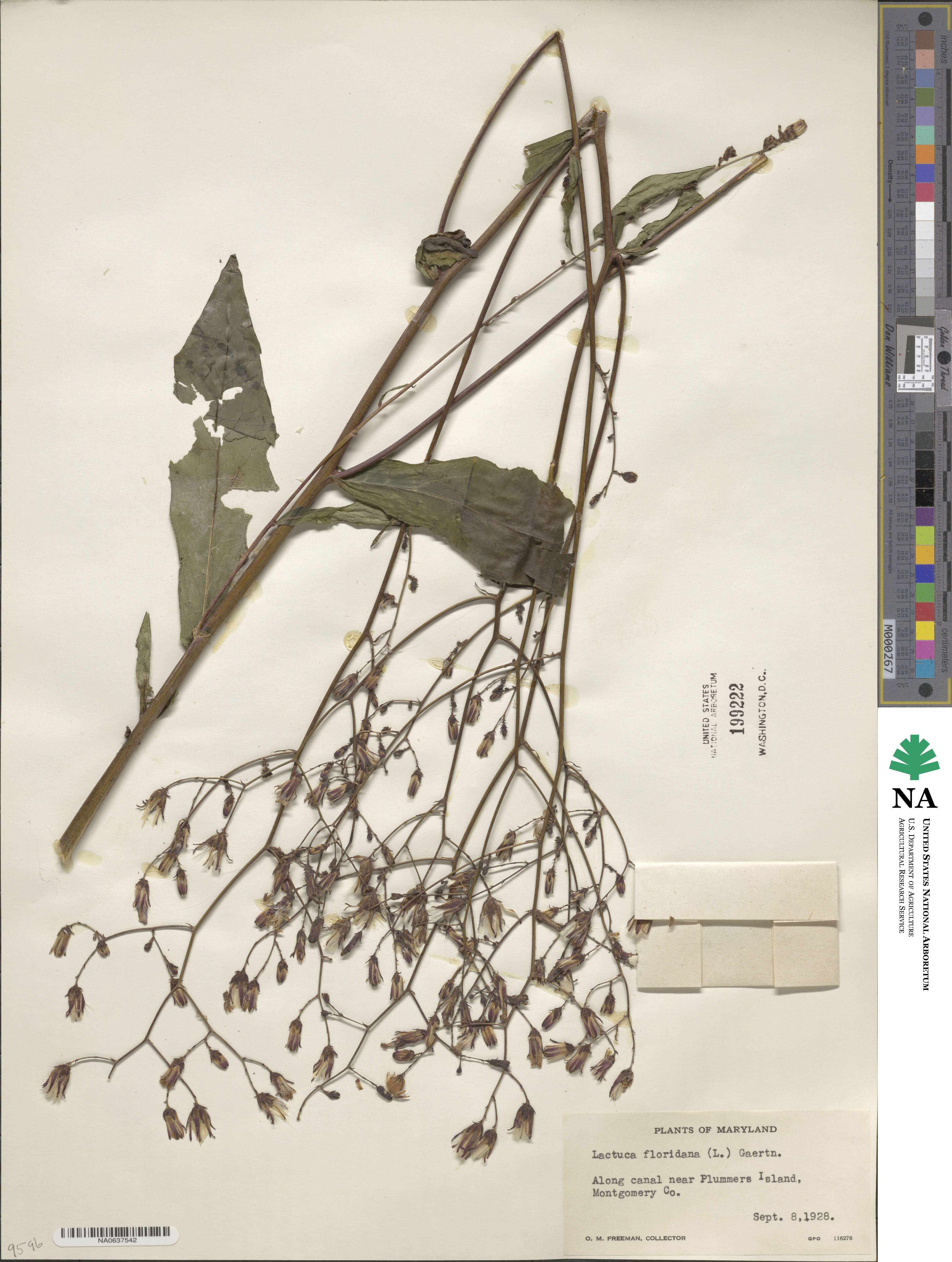 Lactuca floridana image