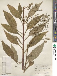 Lactuca floridana image