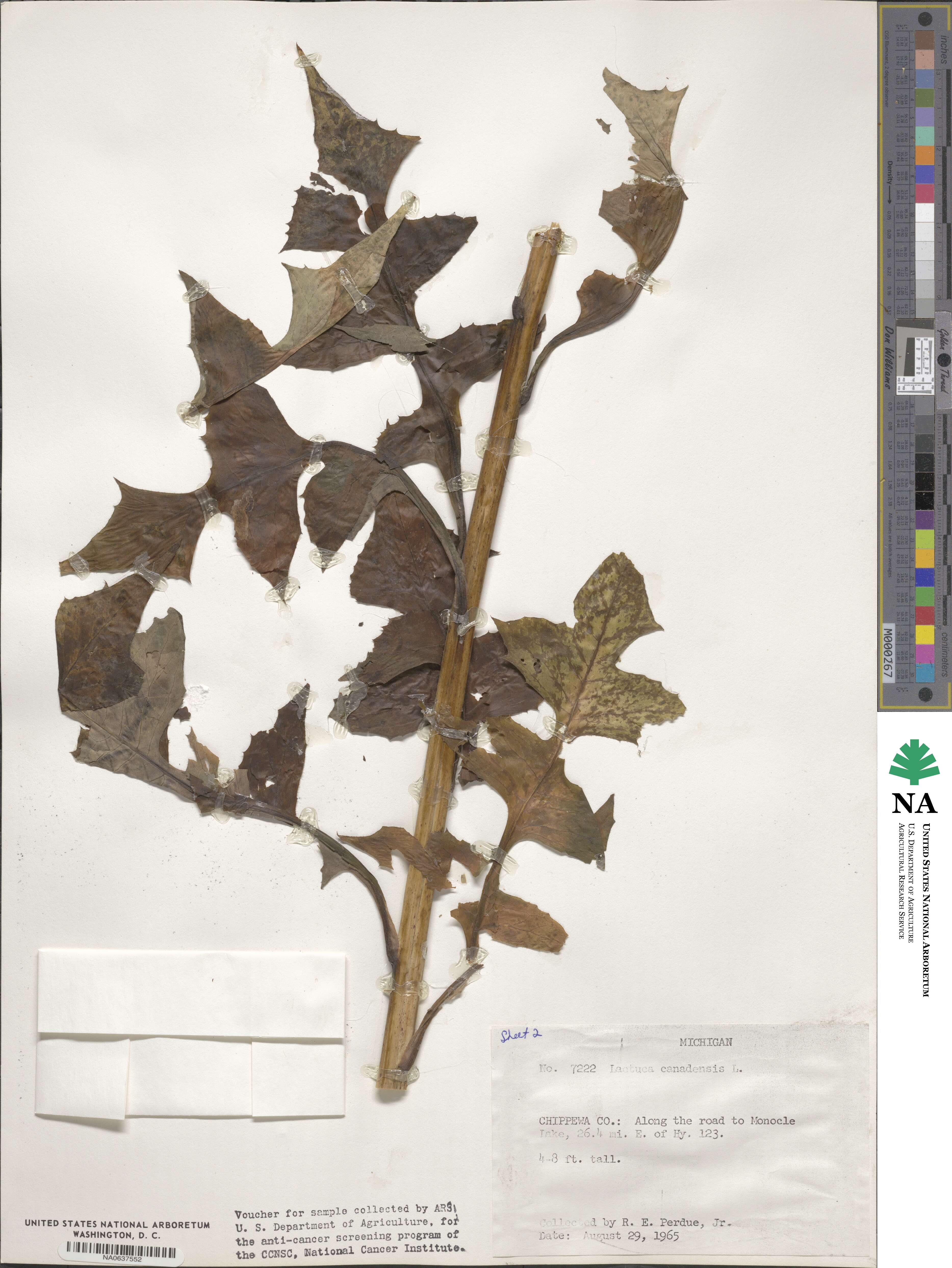 Lactuca canadensis image