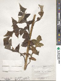 Lactuca canadensis image