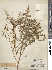 Lactuca canadensis image