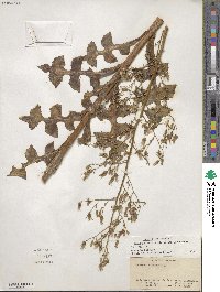 Lactuca canadensis image