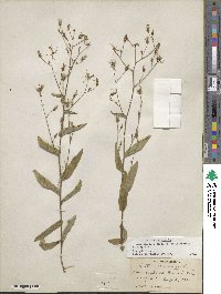 Lactuca canadensis image