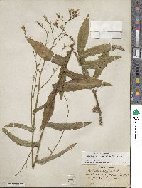 Lactuca canadensis image