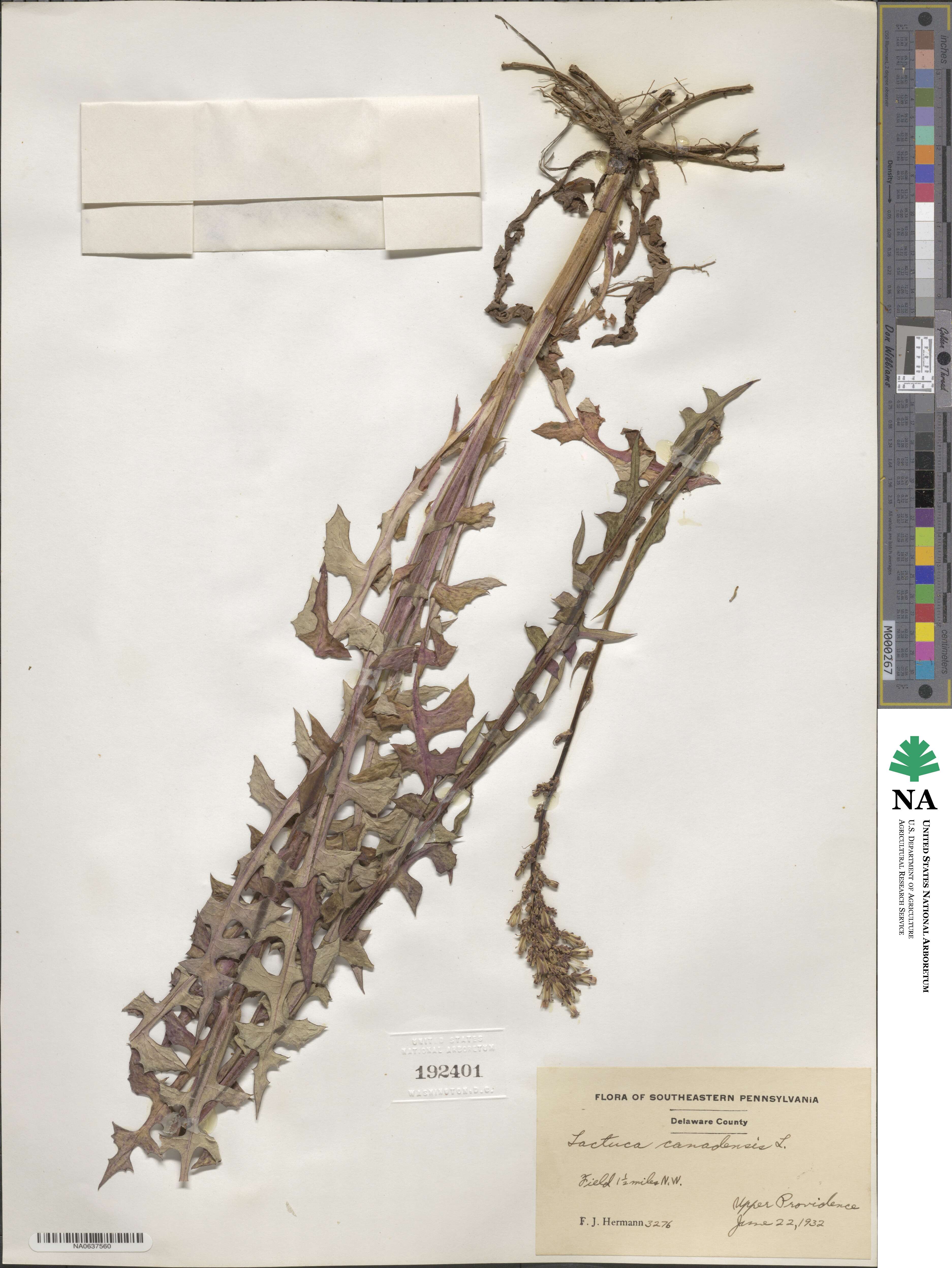 Lactuca canadensis image