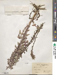 Lactuca canadensis image