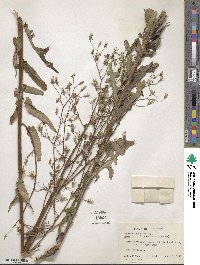 Lactuca canadensis image