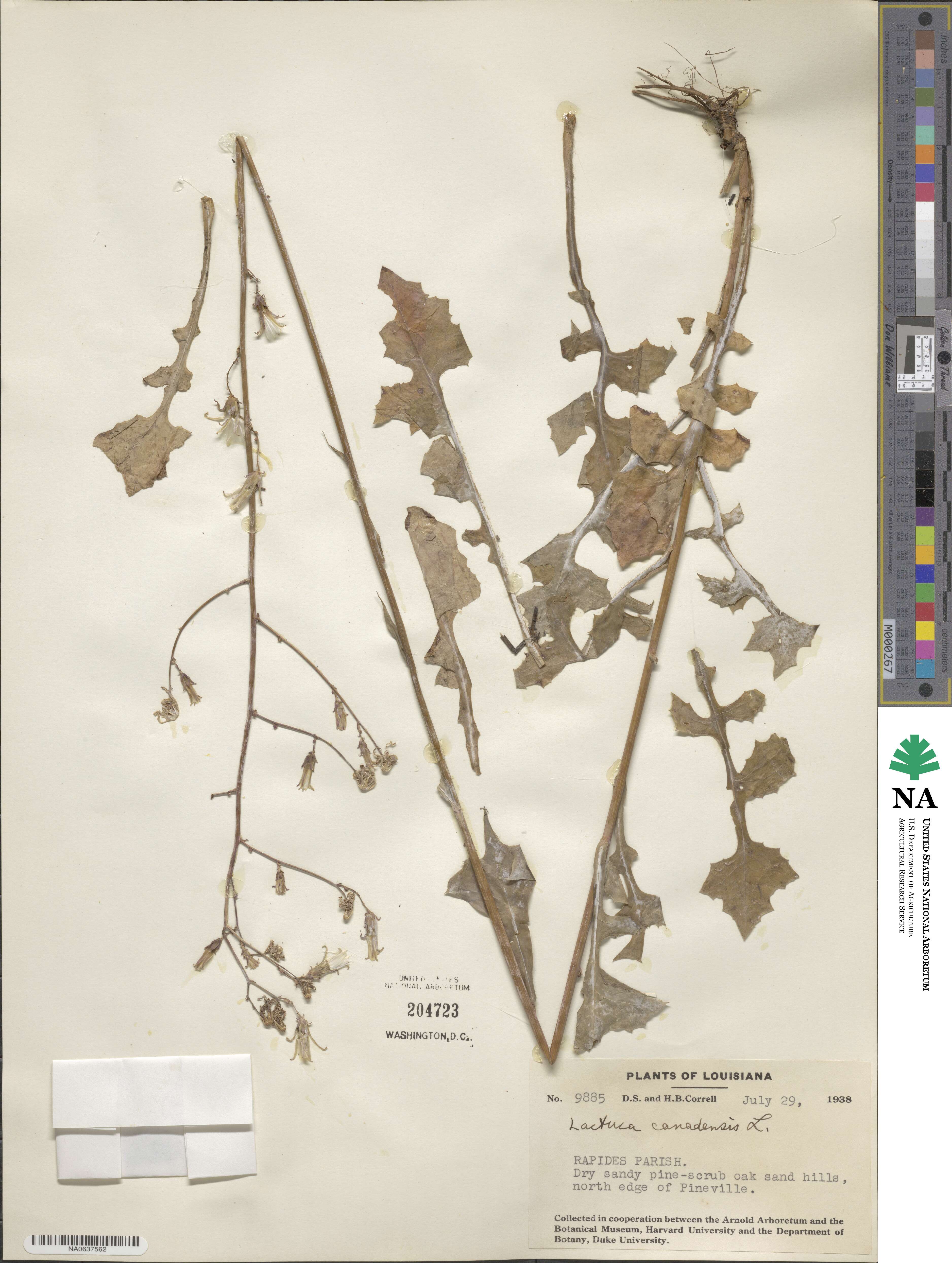 Lactuca canadensis image