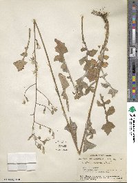 Lactuca canadensis image