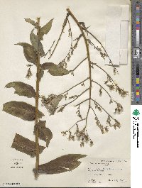 Lactuca canadensis image