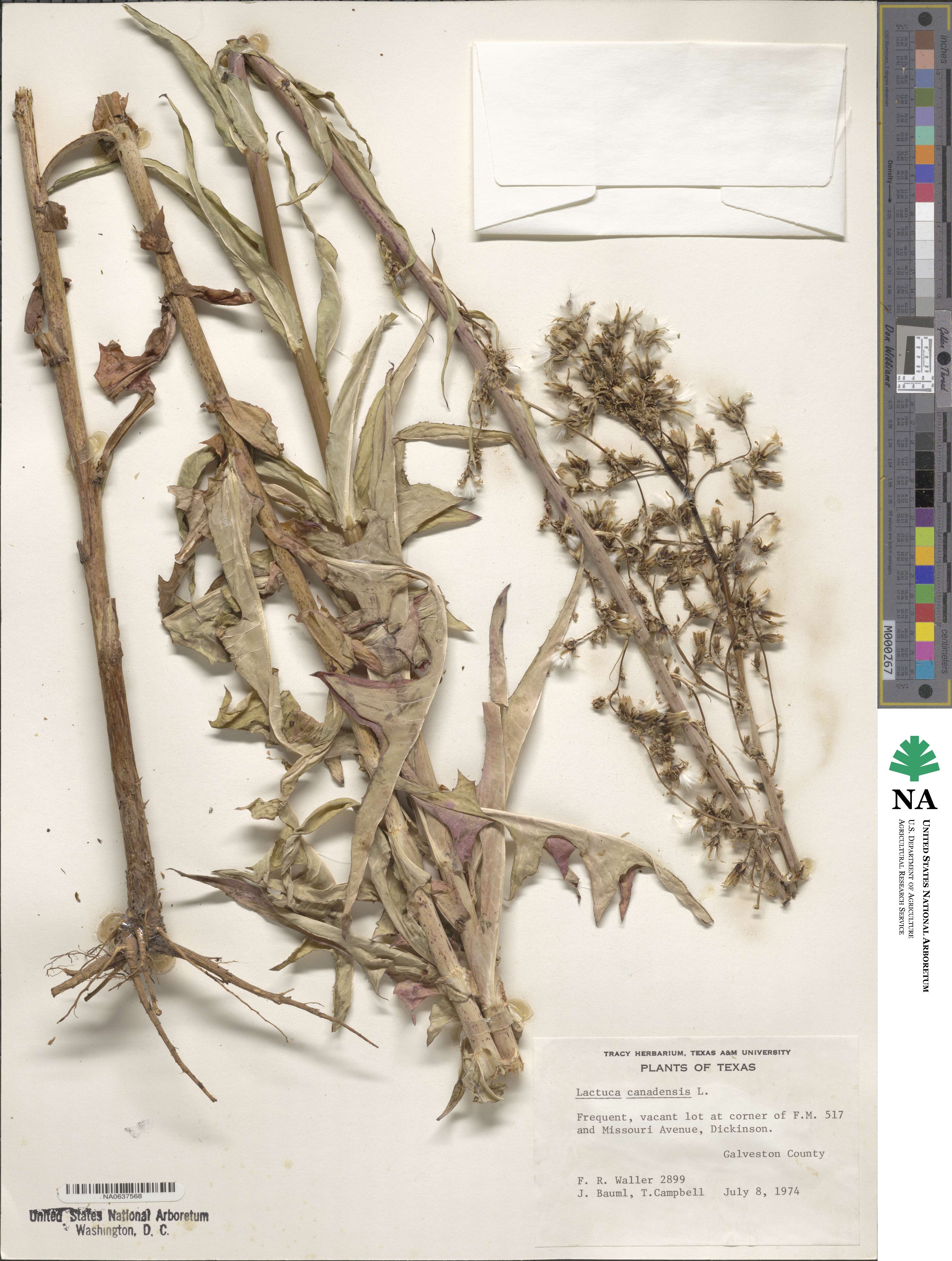 Lactuca canadensis image