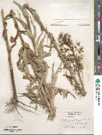 Lactuca canadensis image