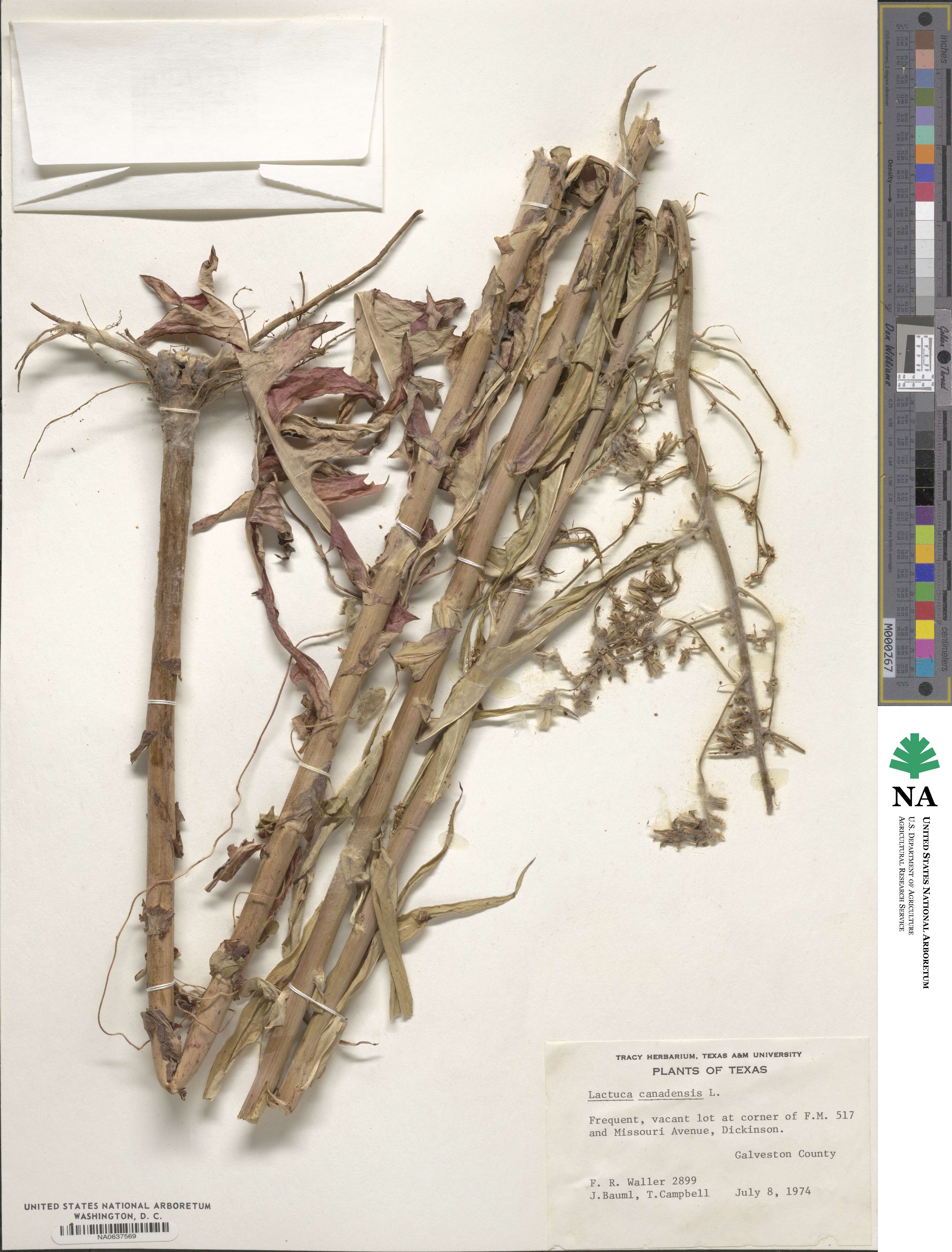 Lactuca canadensis image