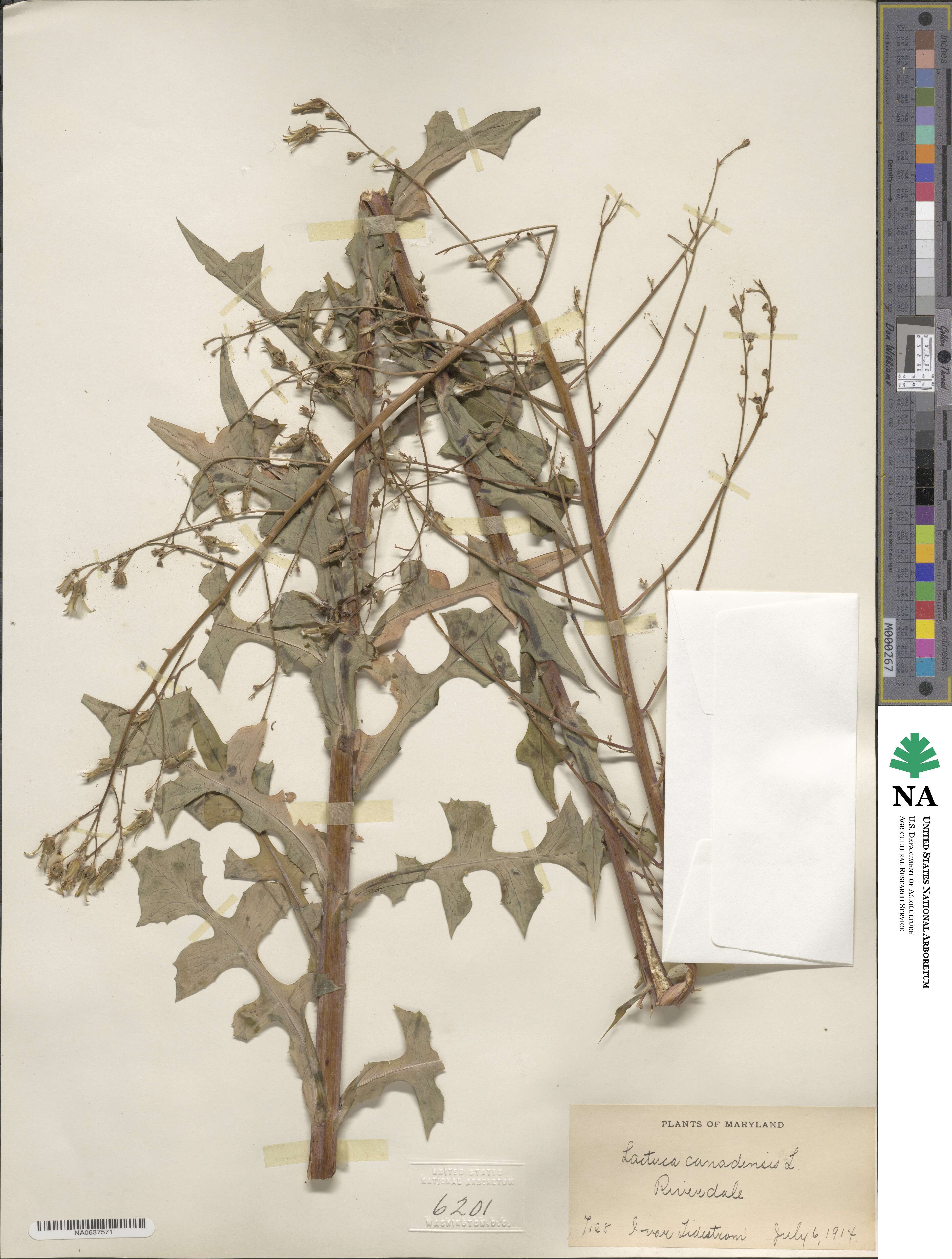 Lactuca canadensis image