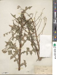 Lactuca canadensis image